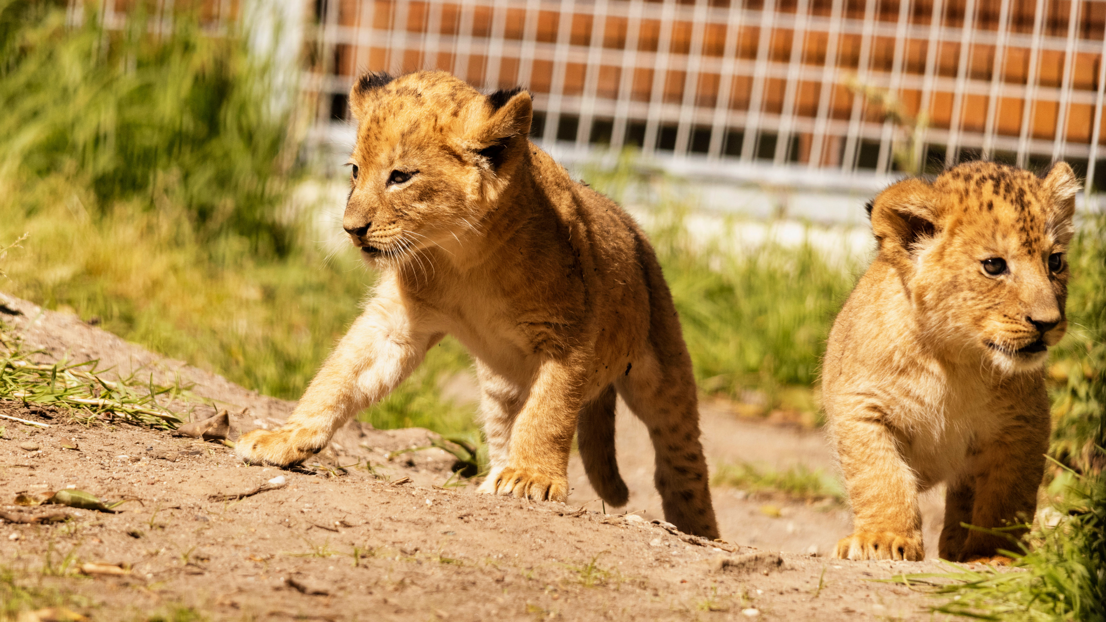 Kidtropolis Zoo park!