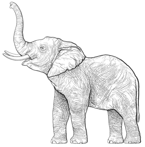 elephant